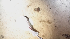 Psychrolutes phrictus