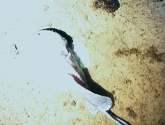 Psychrolutes phrictus