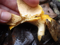Cantharellus ochraceoravus