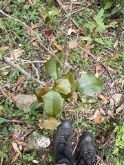 Alchornea ilicifolia