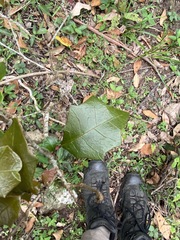 Alchornea ilicifolia