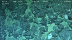 Psychrolutes phrictus