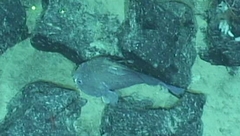 Psychrolutes phrictus