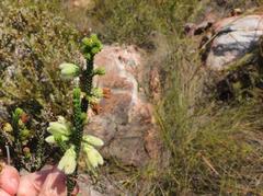 Erica sparrmanni