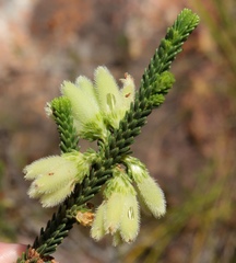 Erica sparrmanni