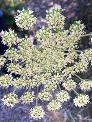 Myrrhidendron donnellsmithii