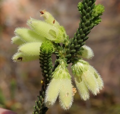 Erica sparrmanni