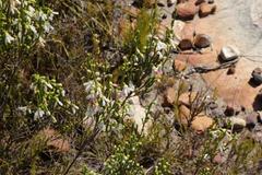 Erica pectinifolia