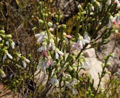 Erica pectinifolia
