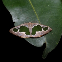Celenna festivaria