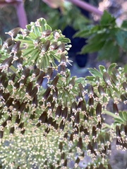Myrrhidendron donnellsmithii