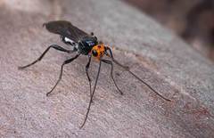 Callibracon capitator