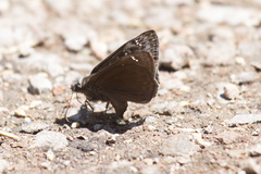 Erynnis meridianus