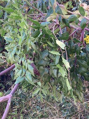 Myrrhidendron donnellsmithii