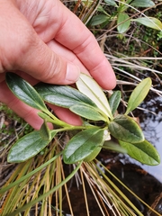 Brachyglottis adamsii