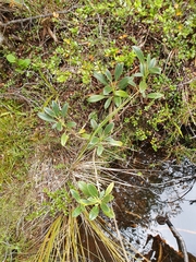 Brachyglottis adamsii