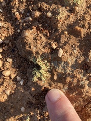 Acarospora schleicheri