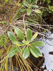 Brachyglottis adamsii