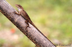 Anolis heteropholidotus
