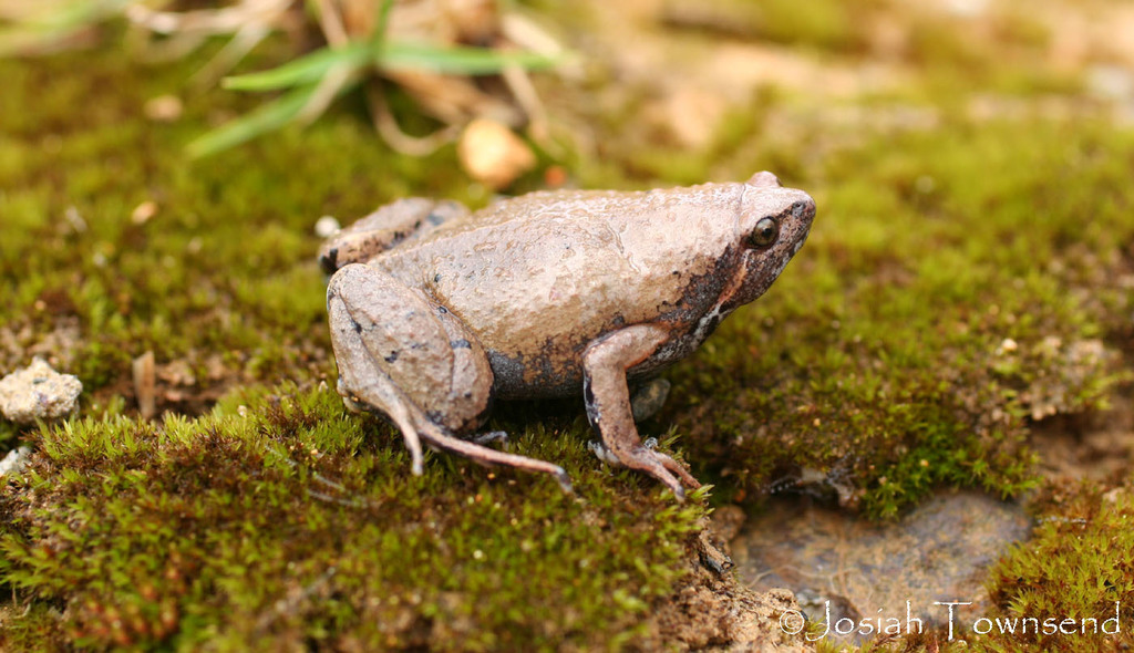 Montane Sheep Frog in June 2008 by Josiah Townsend · iNaturalist