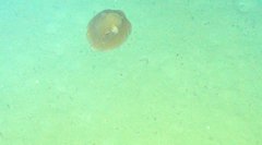 Opisthoteuthis