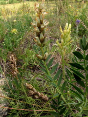 Astragalus inopinatus