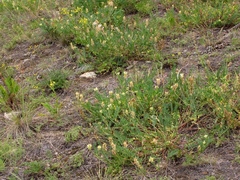 Astragalus inopinatus