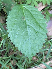 Dendrocnide photiniiphylla
