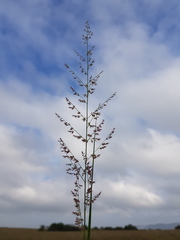 Eragrostis gummiflua