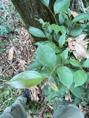 Cryptocarya triplinervis pubens