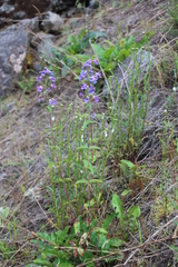 Penstemon ovatus