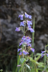 Penstemon ovatus