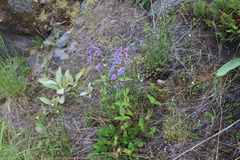 Penstemon ovatus