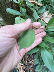 Cryptocarya triplinervis pubens