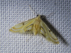 Tetrernia teminitis