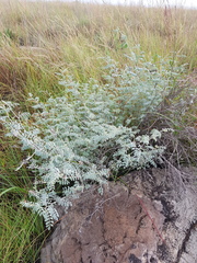 Indigofera malacostachys