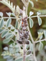 Indigofera malacostachys