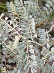 Indigofera malacostachys