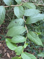 Alangium polyosmoides