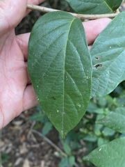 Alangium polyosmoides