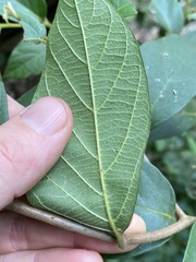 Alangium polyosmoides