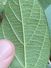 Alangium polyosmoides