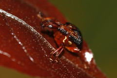 Parapoderus submarginatus
