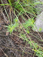 Melolobium subspicatum