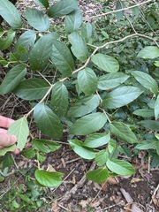 Alangium polyosmoides