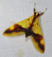 Tetracona pictalis