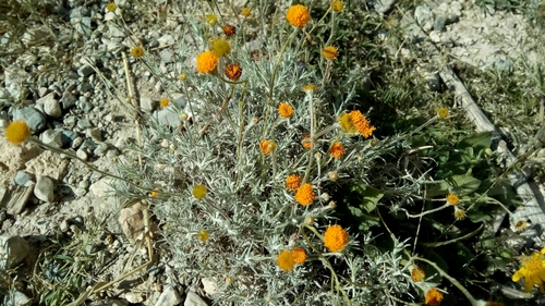 Image of Thymophylla setifolia by (c) Leticia Jiménez Hernández, some rights reserved (CC BY-SA)
