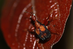 Parapoderus submarginatus