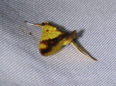 Tetracona pictalis
