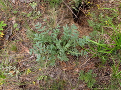 Oxytropis caespitosa